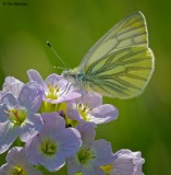 Green Veined White 230510